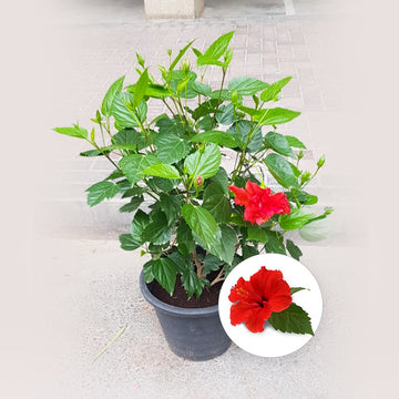 Hibiscus